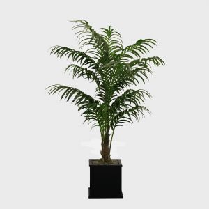 Kentia Palm