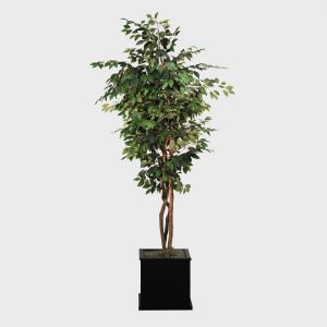 Silk Ficus Tree